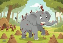 O elefante e a formiga medem suas forças