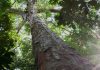 árvore da amazonia simbolizando a preservação da natureza
