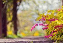caminho com flores