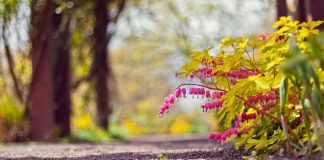 caminho com flores