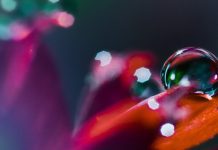 gota dá agua na folha Vida insensata
