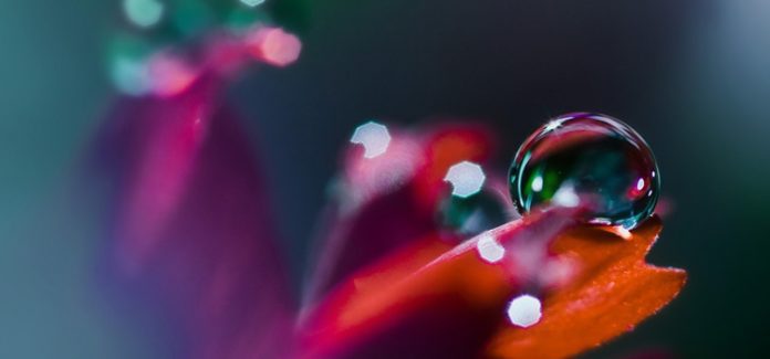 gota dá agua na folha Vida insensata