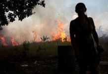destruir a natureza queimadas