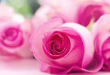 Se eu quiser ver o botão da rosa se abrir