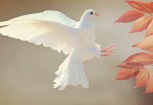 paz