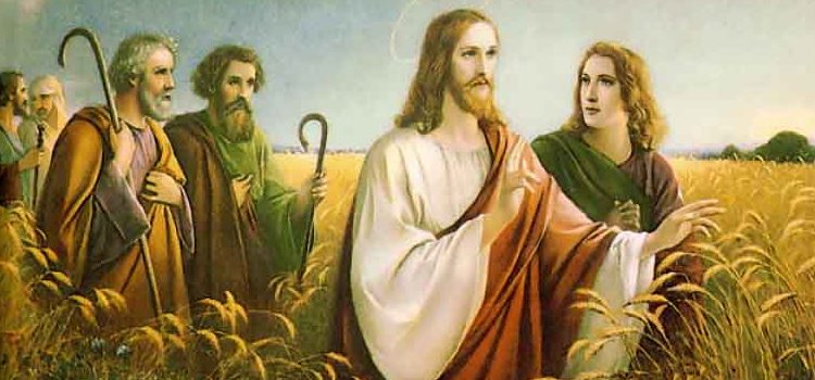 o joio e o trigo, anunciar o reino de Deus