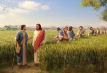 A parábola do trigo e do joio, Jesus caminha com os discípulos
