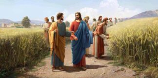 A conduta de Jesus: Cura os enfermos, colhe espigas em dia de sábado